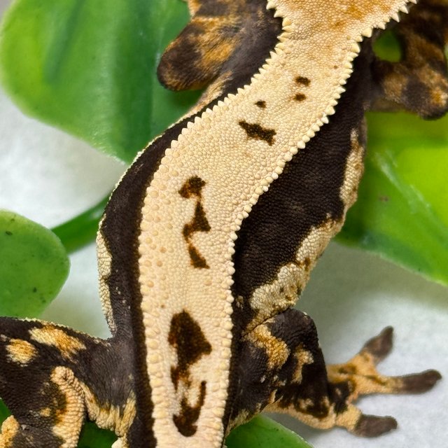 100%헷아잔틱 쿼드 풀핀