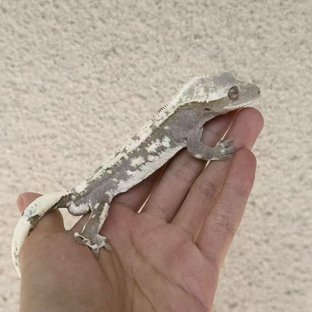아잔틱 (부)