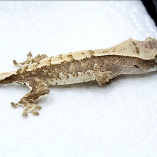 노멀 트라이 쿼드