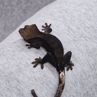 알티 챠콜