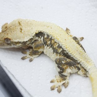 릴리화이트 엘리트