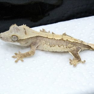 노멀 트라이 쿼드