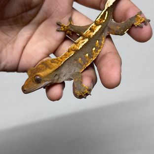 세이블