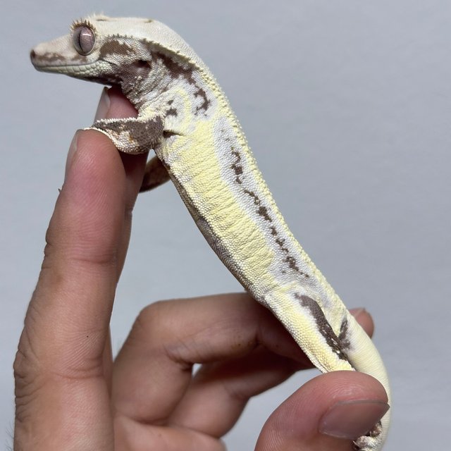 릴리화이트 레드