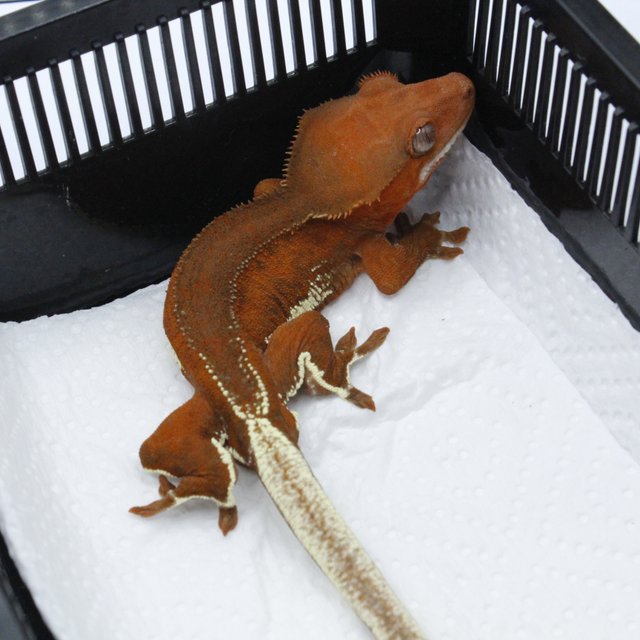 팬텀 레드 릴리화이트