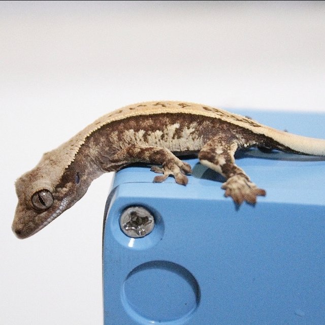 노멀 풀핀 쿼드