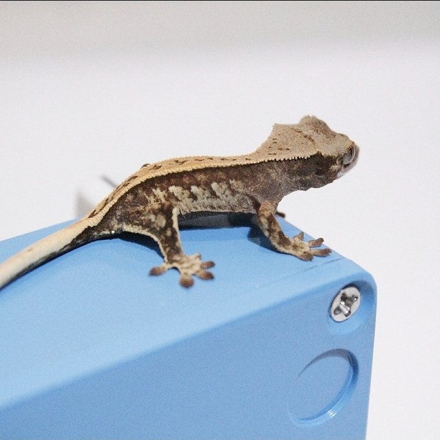 노멀 풀핀 쿼드