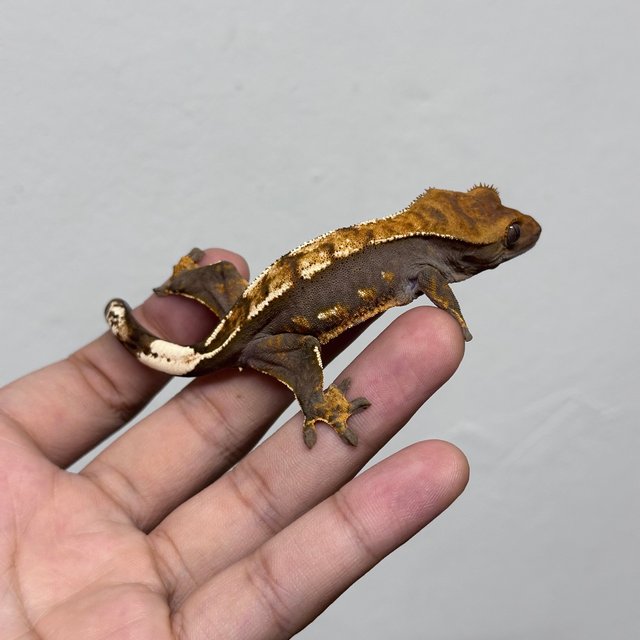 세이블