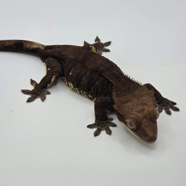 프라푸치노 팬텀 챠콜