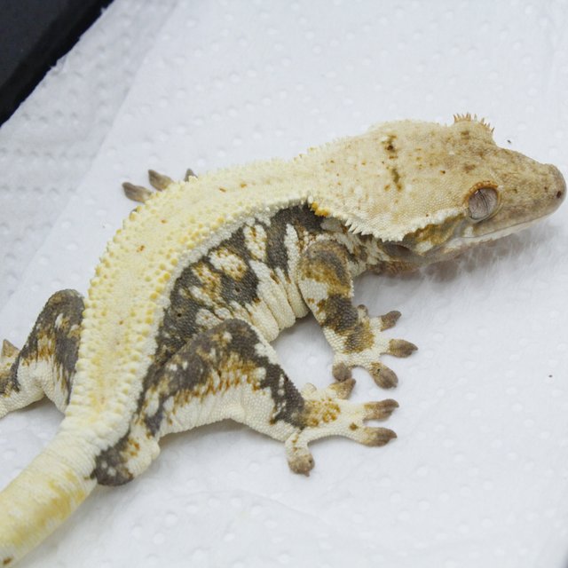 릴리화이트 엘리트