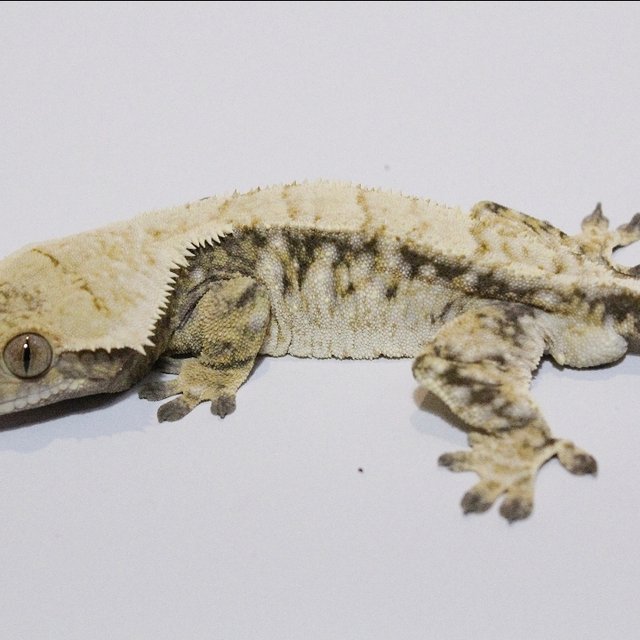 노멀 드리피 화이트스팟