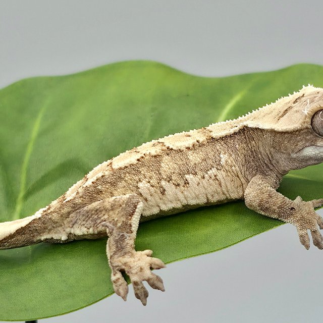 노멀 트라이 쿼드