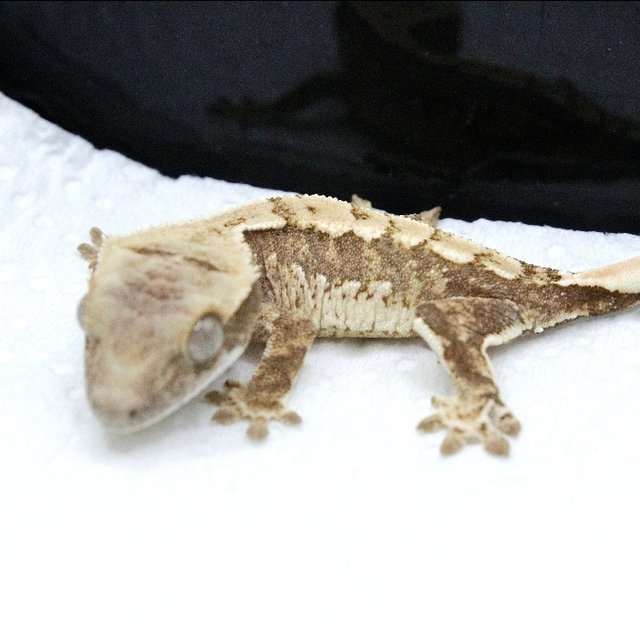 노멀 트라이 쿼드