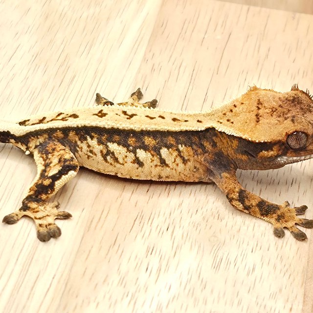 노멀 풀핀 쿼드