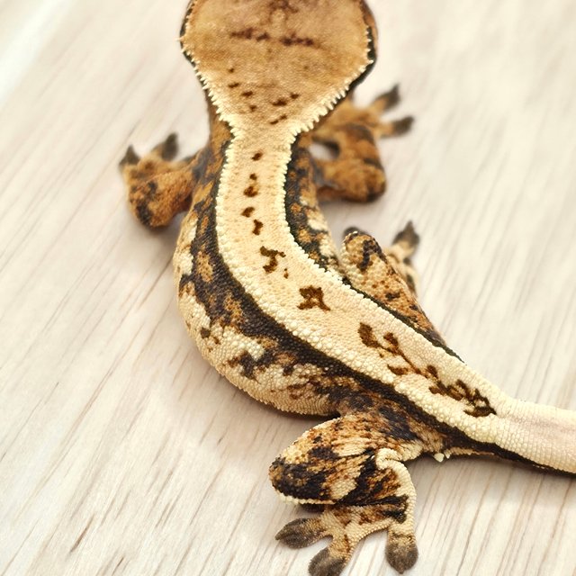 노멀 풀핀 쿼드