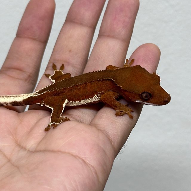 팬텀 레드 릴리화이트