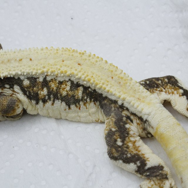 릴리화이트 엘리트