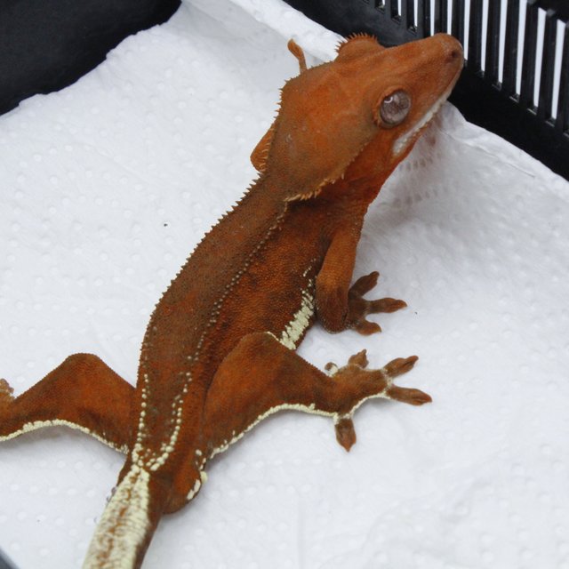 팬텀 레드 릴리화이트