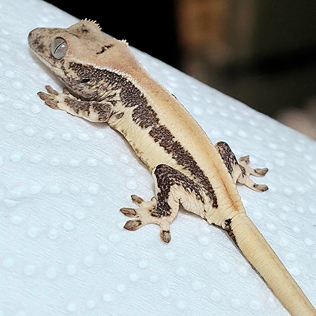 릴리화이트 솔리드백