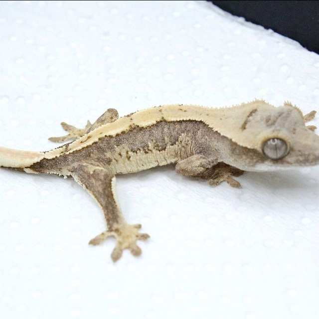 노멀 트라이 쿼드