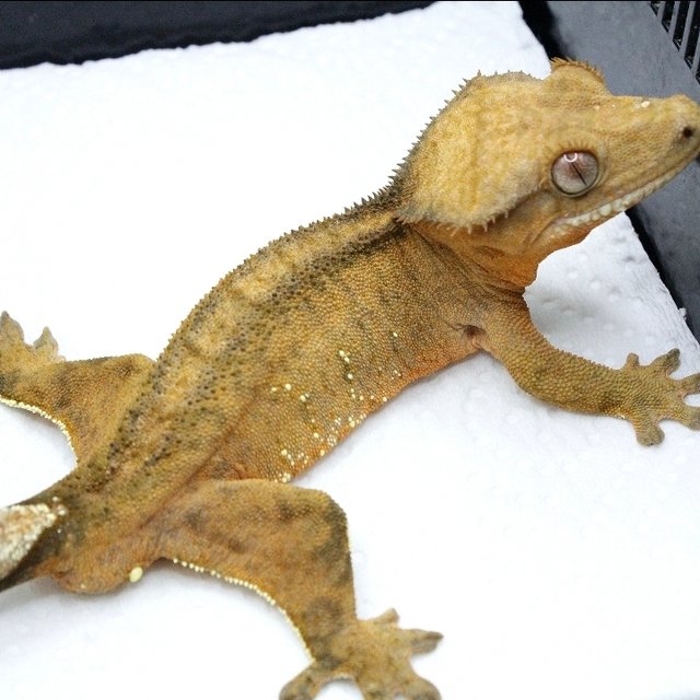 옐로우 벅스킨 화이트포트홀