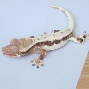 프라푸치노