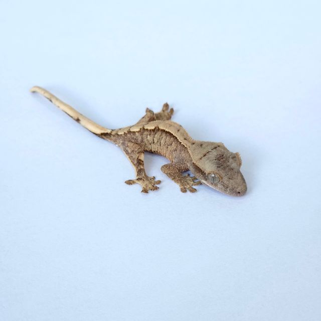 노멀 트라이