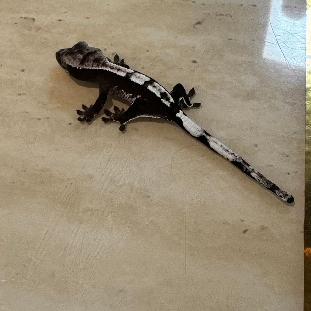 아잔틱