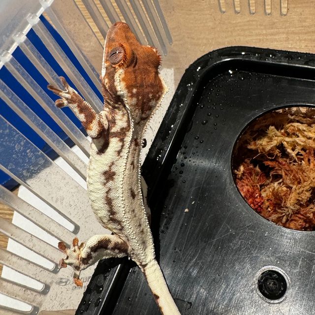 프라푸치노