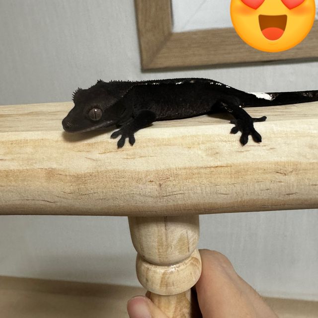 아잔틱