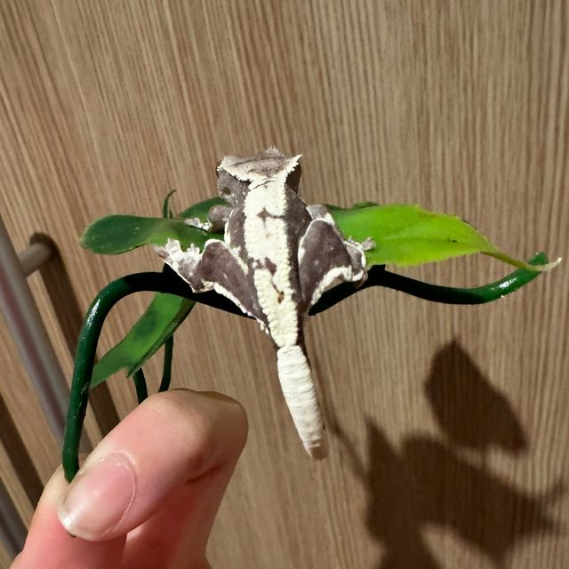 릴잔틱