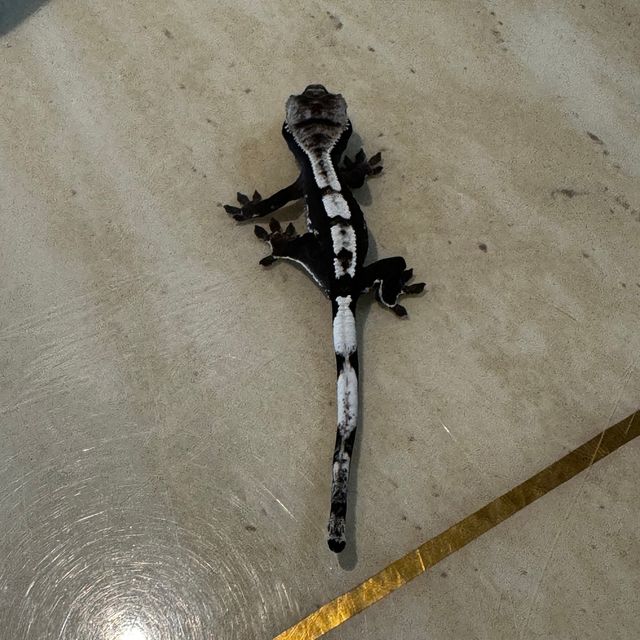 아잔틱