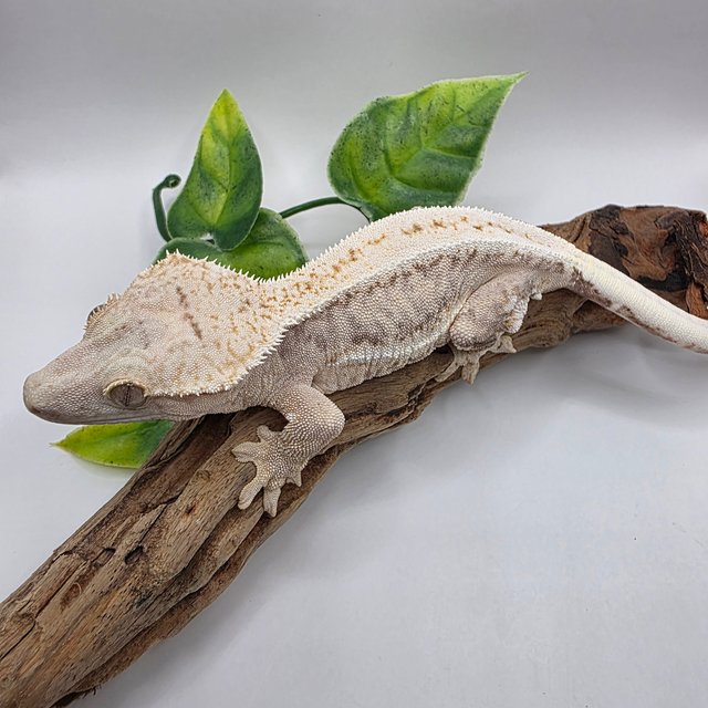 릴리100%헷아잔틱