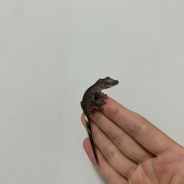 아잔틱