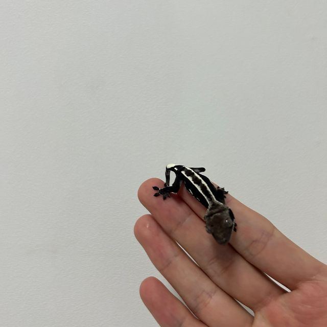 아잔틱