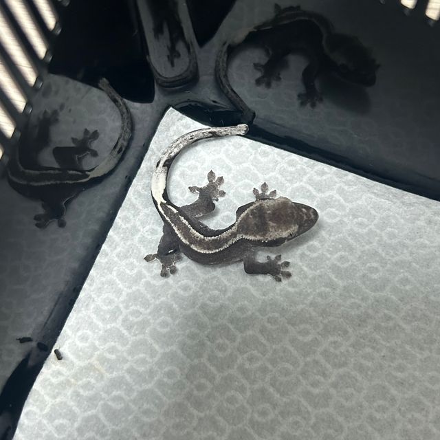 아잔틱