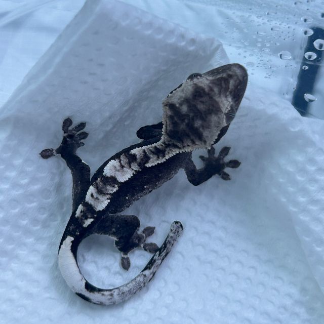 아잔틱