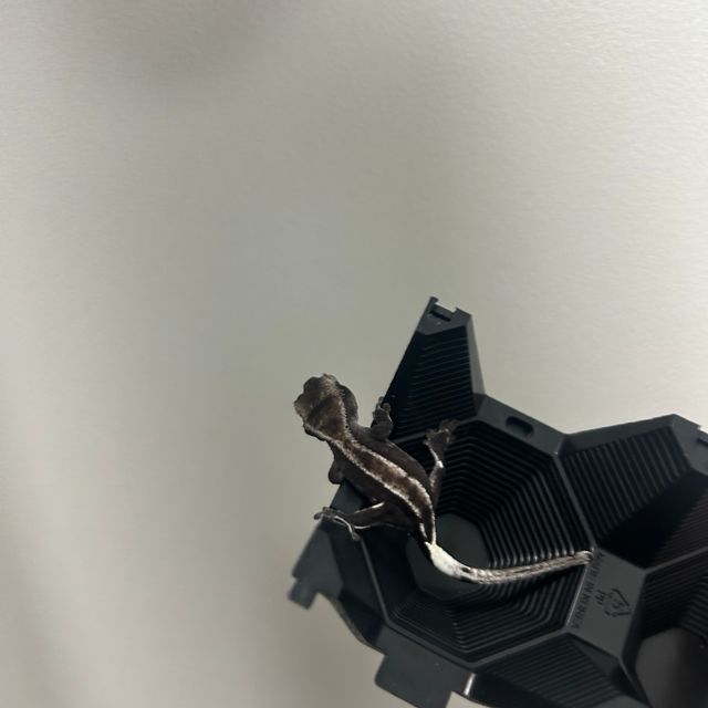 아잔틱