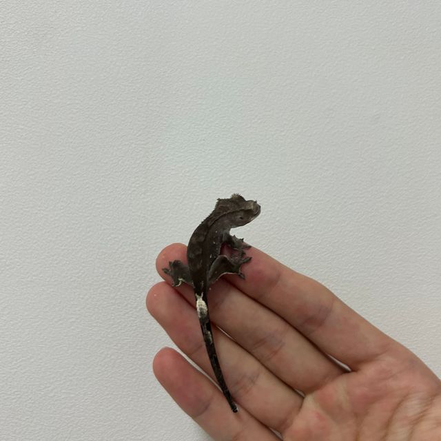 아잔틱