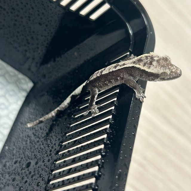 아잔틱