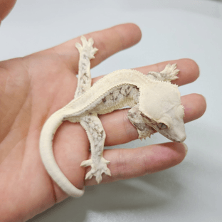 릴리화이트 솔리드백 화이트