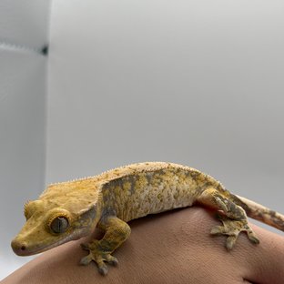 노멀 트라이 익스트림할리퀸