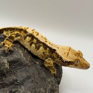 노멀 익스트림할리퀸 트라이