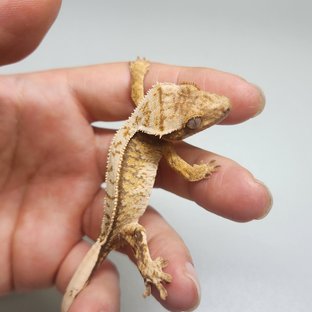 노멀 핀스트라이프 트라이 익스트림할리퀸