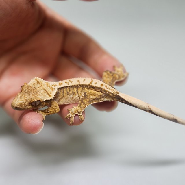 노멀 핀스트라이프 트라이 익스트림할리퀸