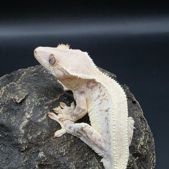 릴리화이트 솔리드백 화이트