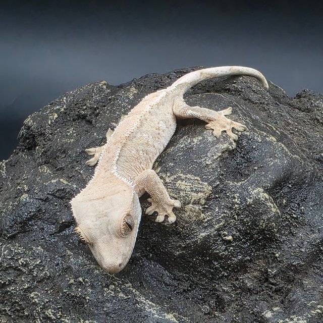 노멀 화이트 드리피