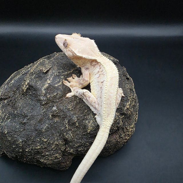 릴리화이트 솔리드백 화이트