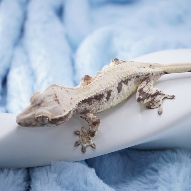 100%헷아잔틱 릴리화이트