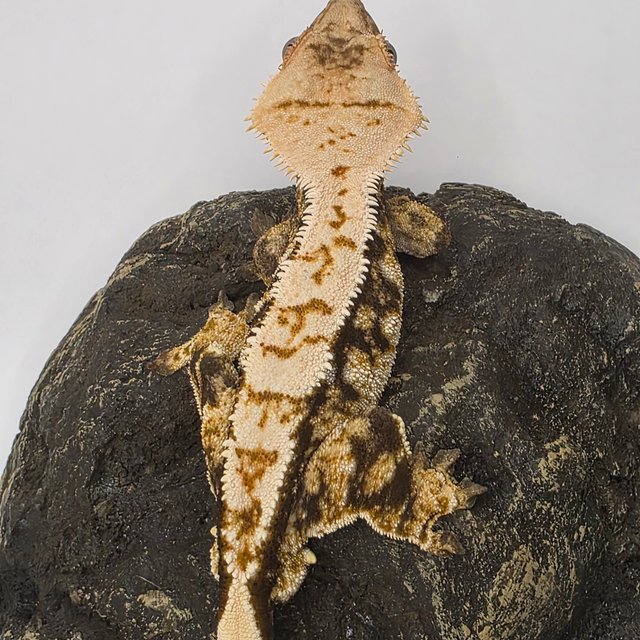 노멀 익스트림할리퀸 트라이